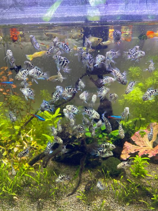Peixes (parrot polar saphire blue )