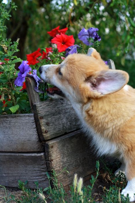 Красунечка породи вельш коргі пемброк КСУ FCI! готова до переїзду!