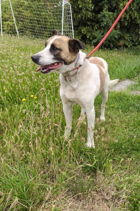 Mango - pies do adopcji