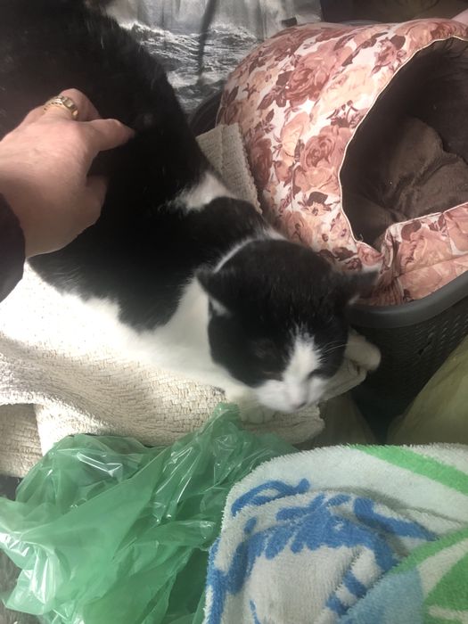 Kicia czeka na swój wymarzony dom