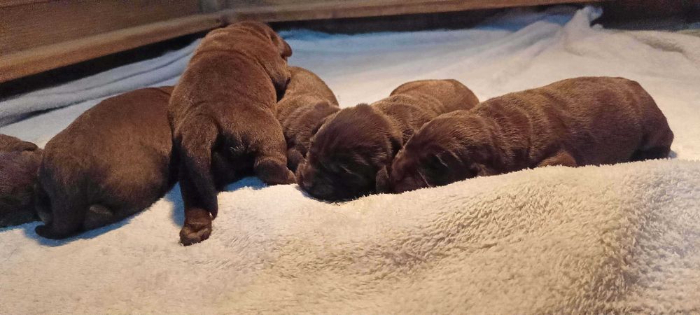 Labrador Retriever Zkwp/FCI - czekoladowe szczenię