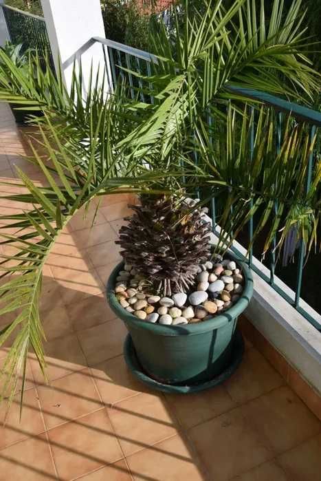 Palmeira para casa ou jardim