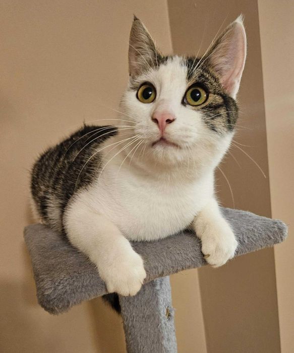 Zeus kocha ludzi, kocha koty, kocha zabawki