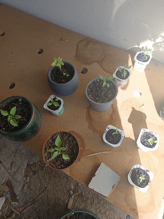 Mudas de Pimenteira Malagueta - Pimentas Frescas da Época - cavadas-mira