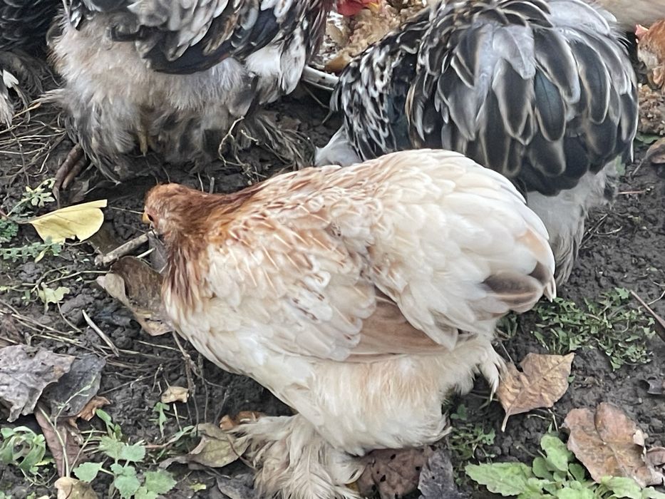 Продам карликові кохінхіни