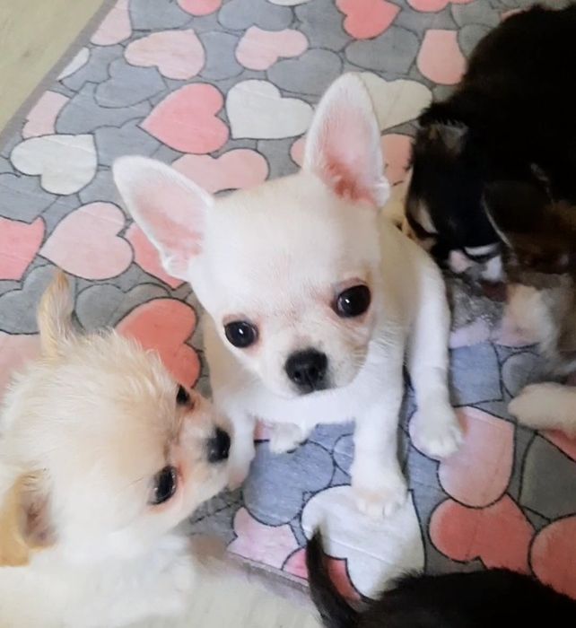 Белый г/ш мальчик