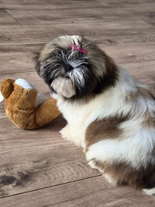 Shih tzu/Uroczy maluszek