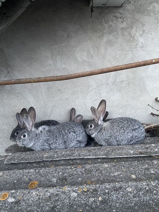 Кролі дуже гарні