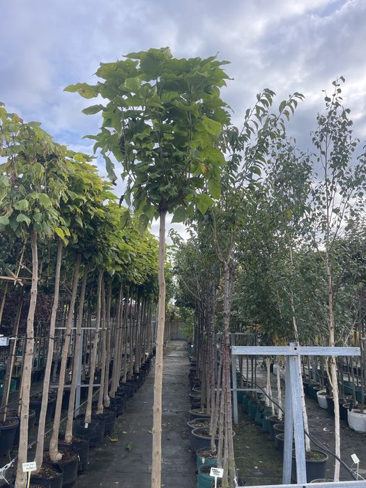 Klon Kulisty Globosum Obwód Pnia 10-12 cm cena 260 zł