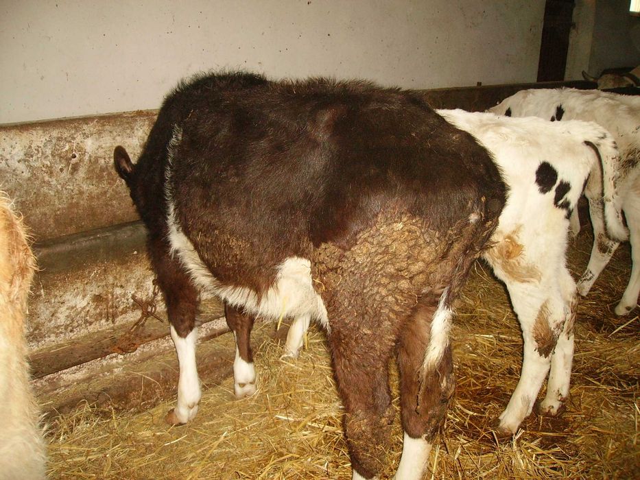 jałówki i cieliczki mięsne