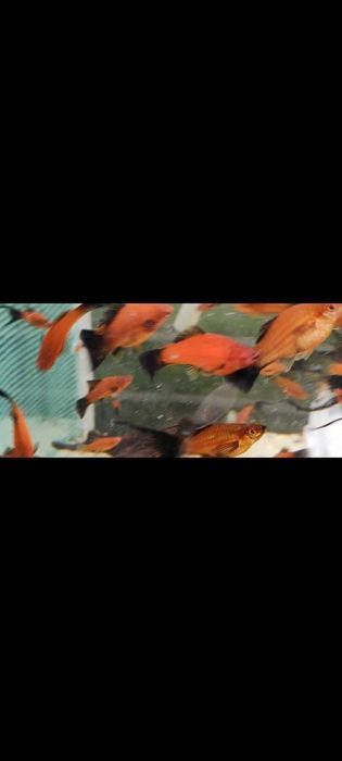 Mieczyk , mieczyki wagtail staropolski i czerwone krótka płetwa