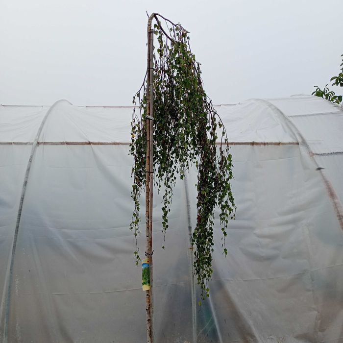 Brzoza płacząca Youngii pendula Betula duże drzewka 250 cm