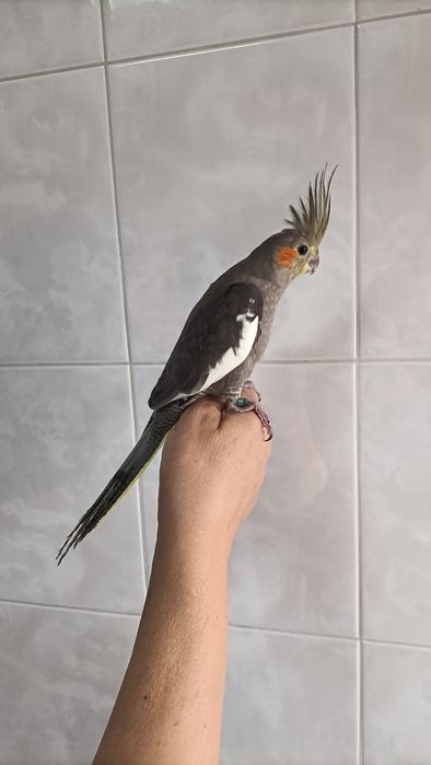 Caturras criadas à mão