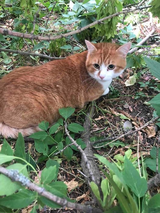 Отдам рыже-белого кота