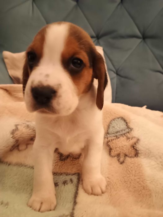 Beagle szczeniak