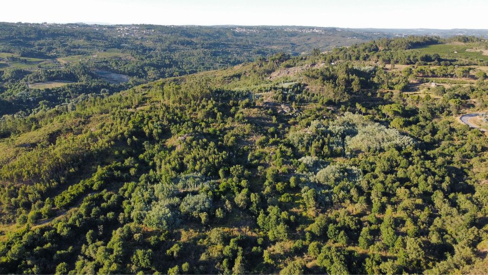 Terreno com 16 hectares para aviários, vinha ou paineis fotovoltaicos