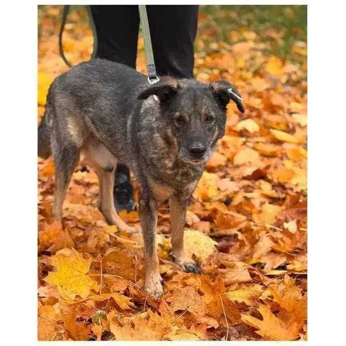 Пес ищет семью и дом