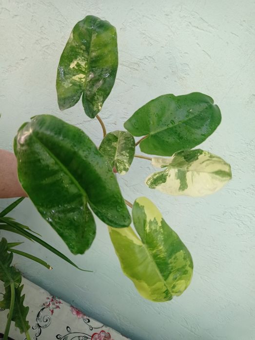 Филодендрон Бурле макс Ринг оф файер Замиокулькас Хавортиопсис  Руэлия