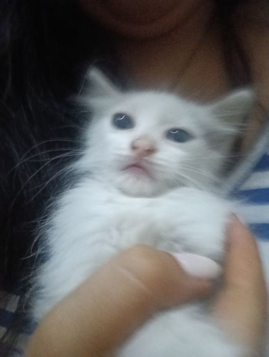 dois gatos olho de cada cor