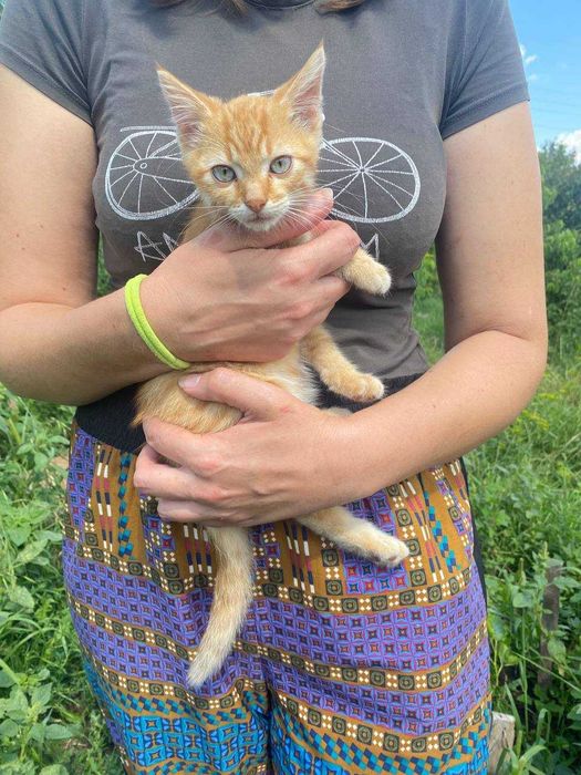 Віддам в добрі руки чотири котика