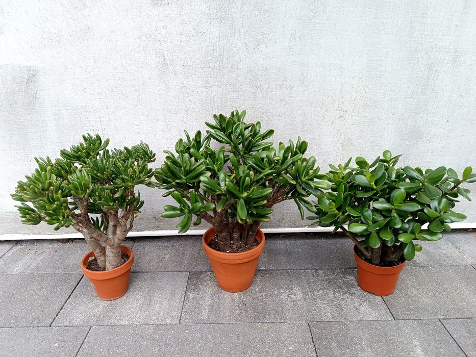 Wieloletnie Drzewko szczęścia grubosz crassula