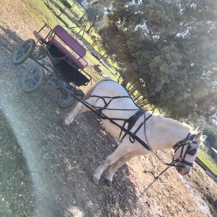 Vende-se Cavalo capado