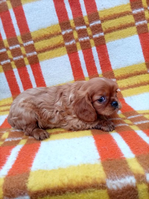 Samiec cavalier king spaniel ruby