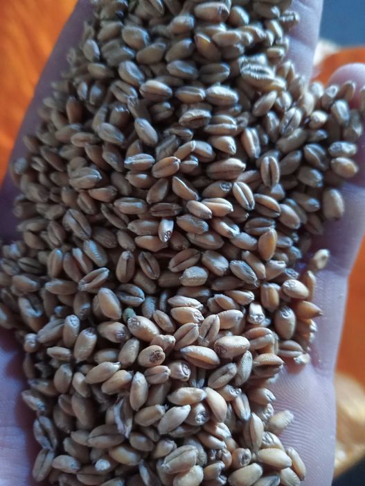 Pszenica jara Goplana