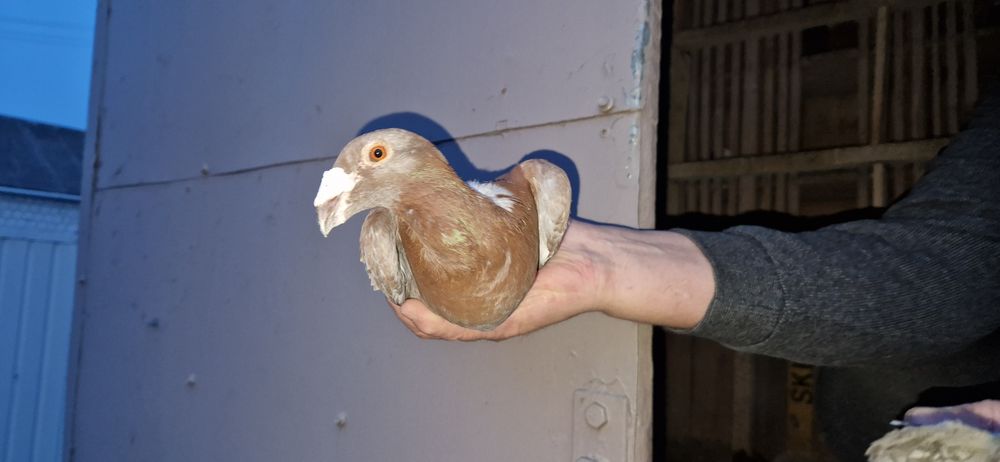 Gołebie Rzeszowskie