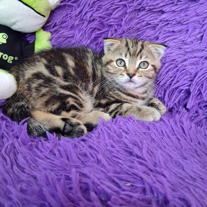Красивые Котята Скотиш Стайт
