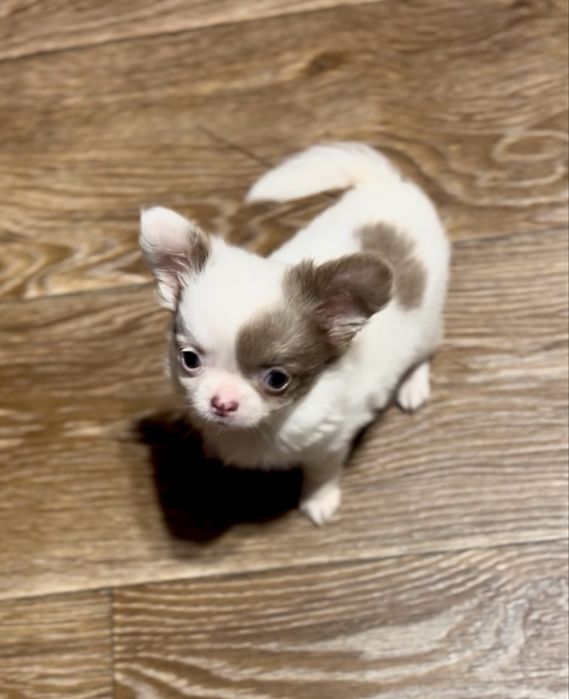 Дуже кумедний малий