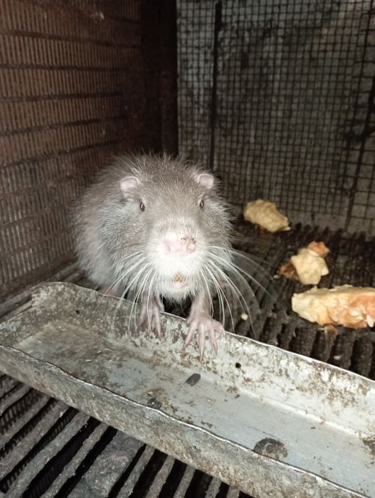 Молодняк і дорослі особини