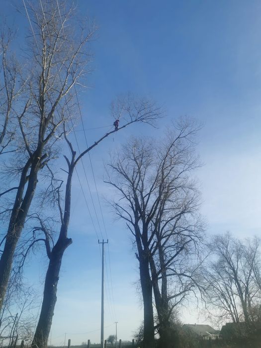 Wycinka drzew/frezowanie pni/mulczer leśny