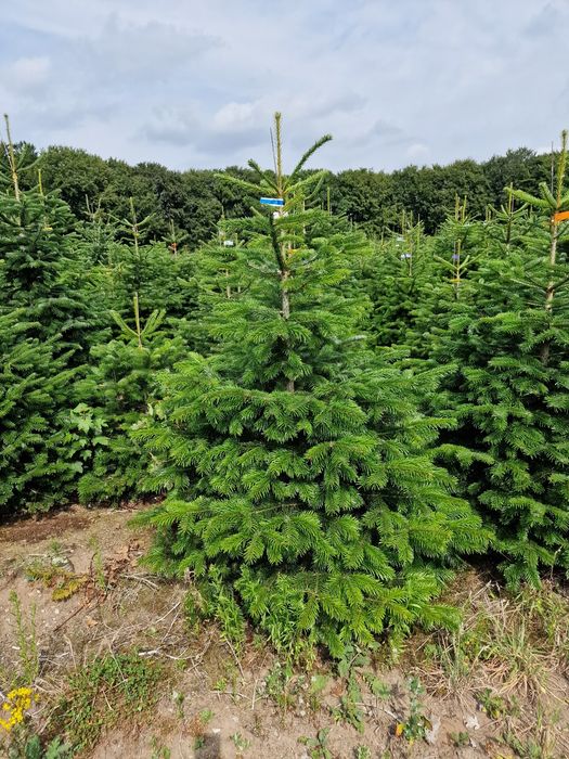 Choinki Jodła Kaukaska plantacja Dania