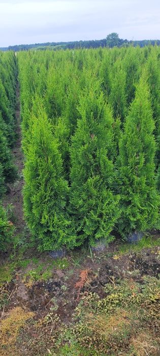 Tuja Smaragd 120 cm tuje szmaragd 80 brabant thuja 120 czestochochowa