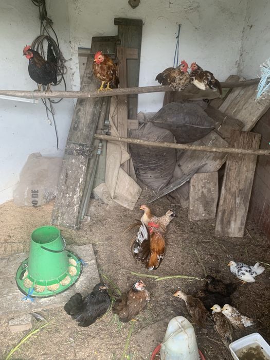 Mini serames aves doceis