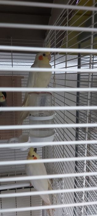 Caturras adultas reprodutoras anilhadas e sexadas - em estado de proc