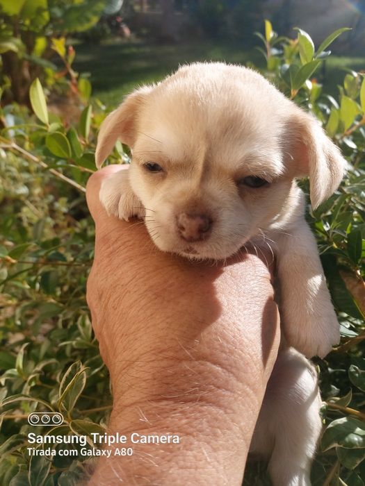 Lindo chihuahua machinho