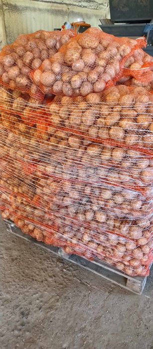 Ziemniak paszowy 0.15 zł/ kg