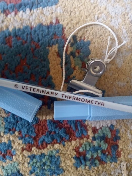 Retro vintage termometr weterynarii