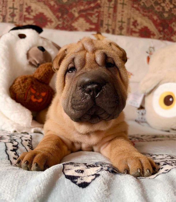 Najpiękniejsza z miotu suczka shar pei ZKwP/FCI