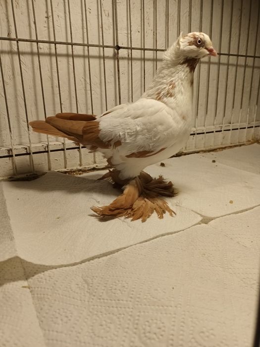 Gołąb. Wiedyn żółty w koronie. Samica 24.