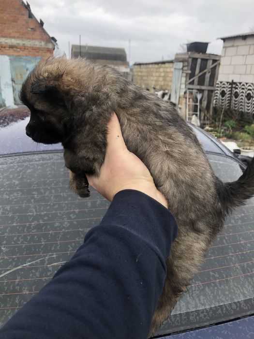 Метіси вівчарки будуть досить виликі