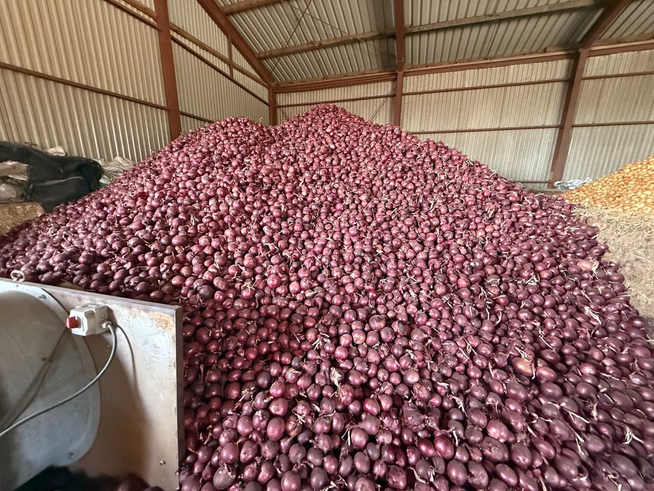 Sprzedam świeżą cebulę czerwoną w kalibrażu 5cm i więcej