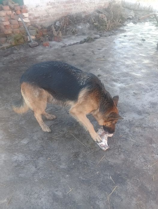 Продам щенков немецкой овчарки