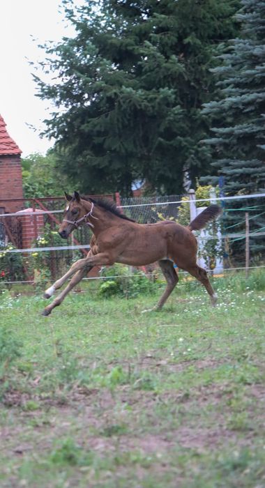 Klaczka na sprzedaż