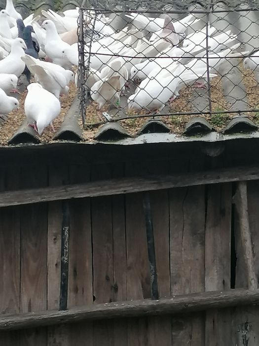 Sprzedam białe Gołębie pocztowe