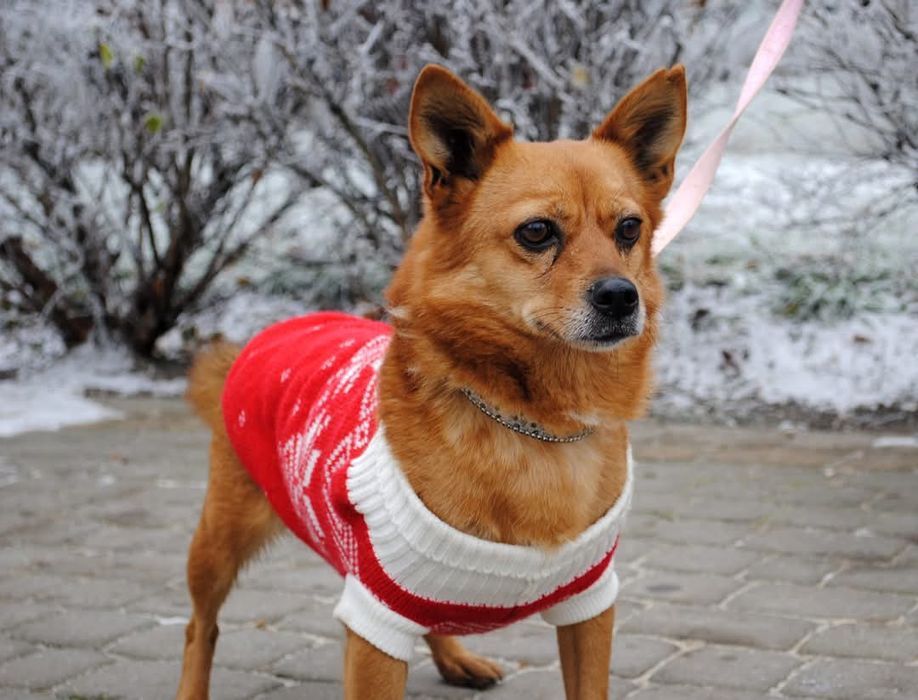Niepepnosprawna Abby do adopcji