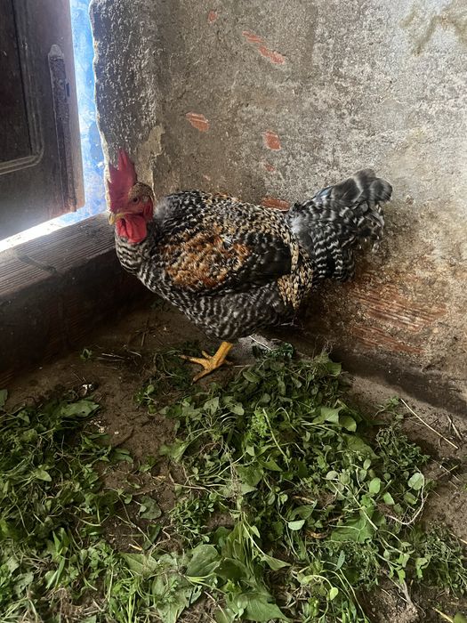 Galo pedrês  e garnizo