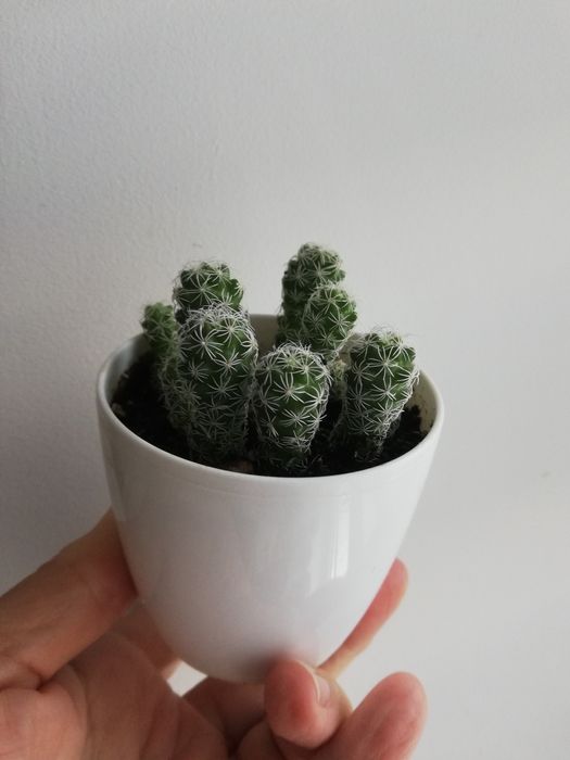 кактус мамілярія